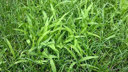 Crabgrass Control