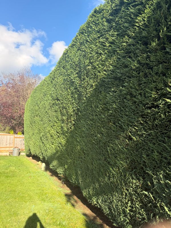 Shrub Trimming