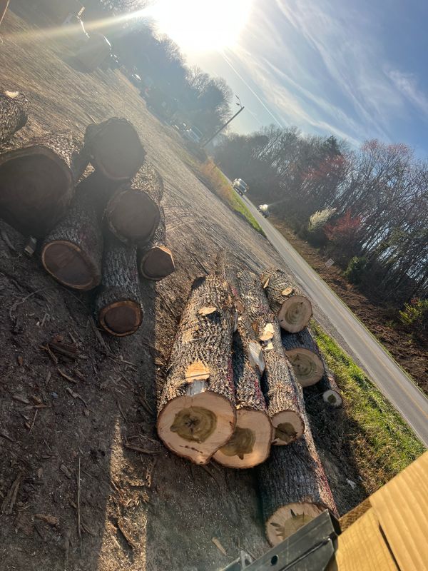 Tree Removal