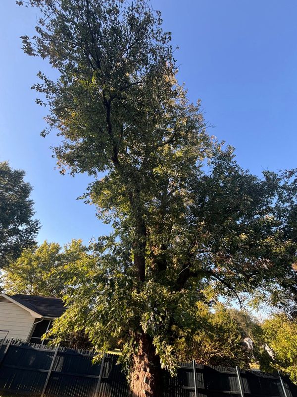 Tree Services