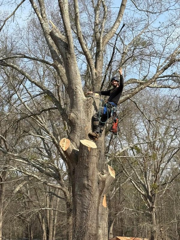 Tree Trimming