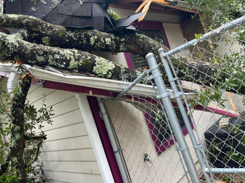 Tree company