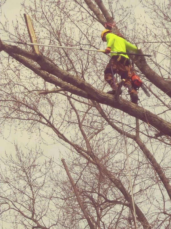 Tree Removal