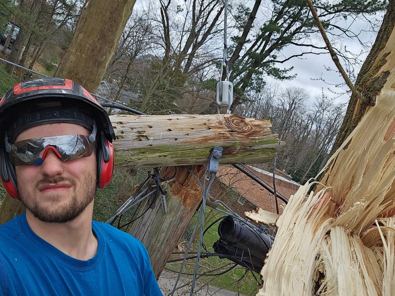 Tree Trimming