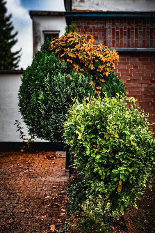 Tree Services