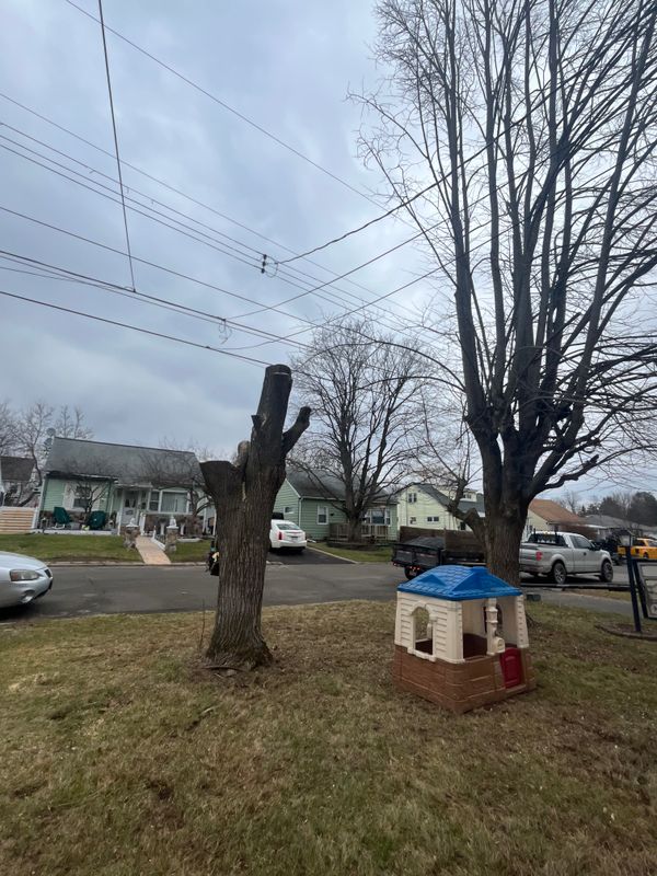 Tree Trimming