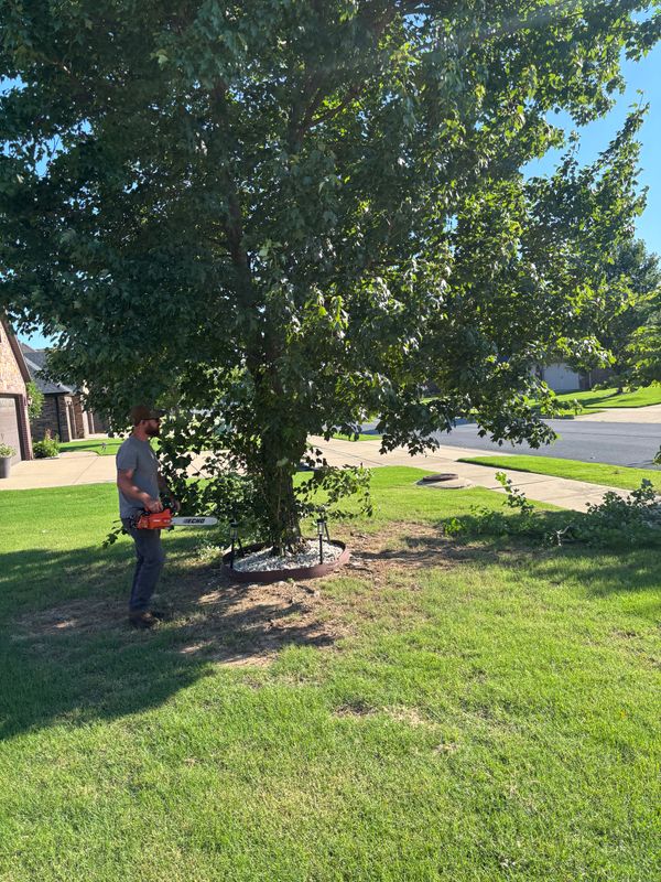 Tree & Shrub Care