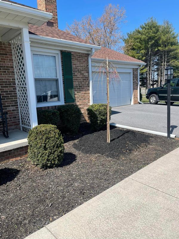 Shrub Trimming