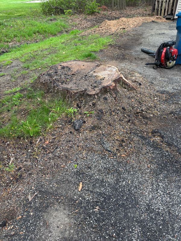 Stump Removal