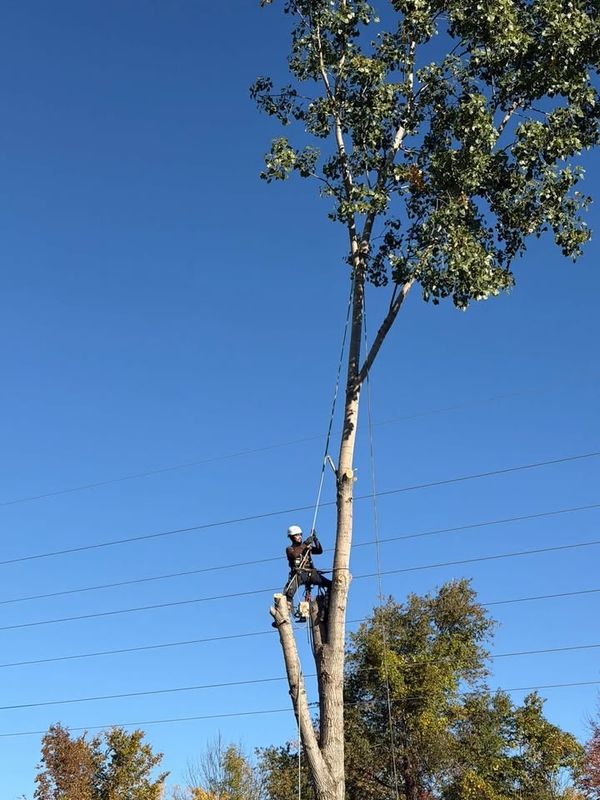 Tree Removal