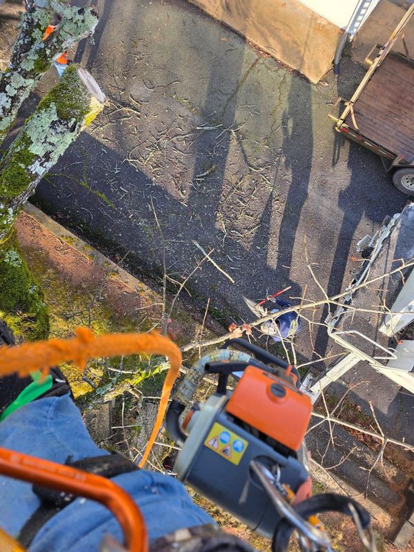 Tree Trimming & Removal