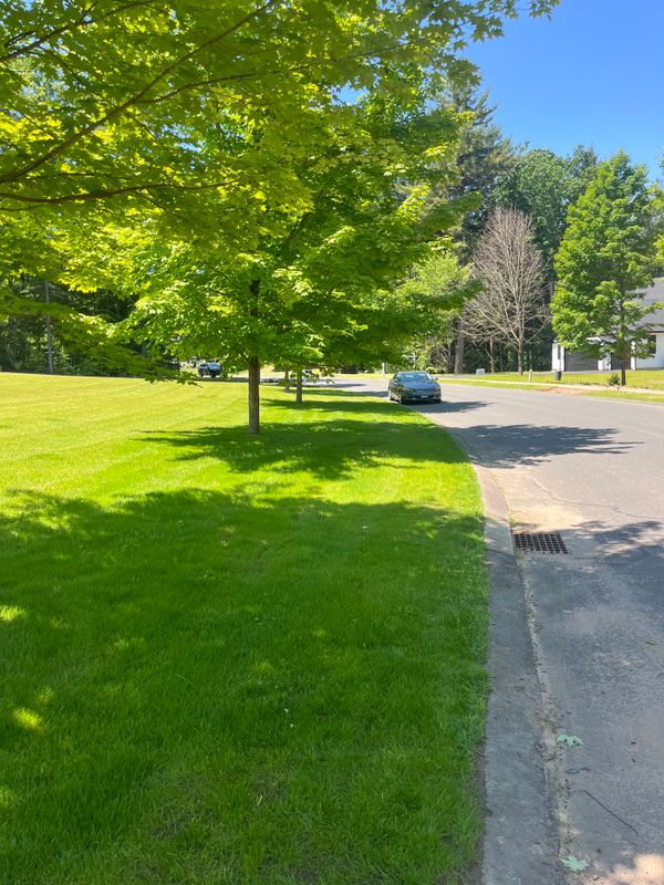 Lawn Installation