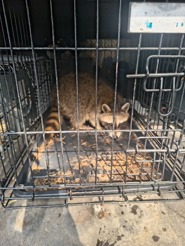 Wildlife Removal
