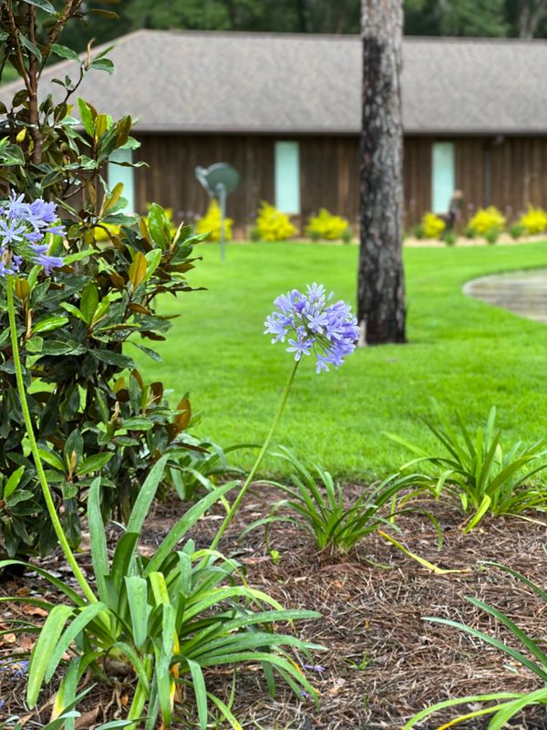 Landscape Design and Installation