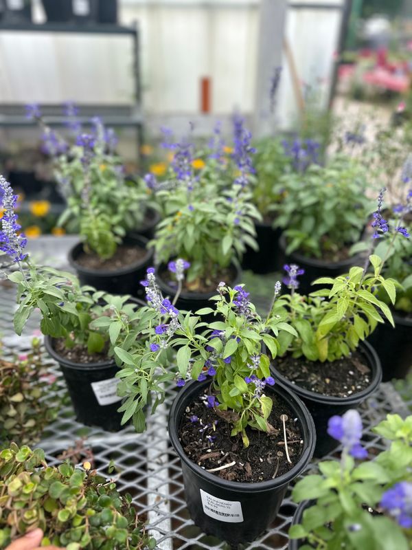 Flowerbeds & Native Plants