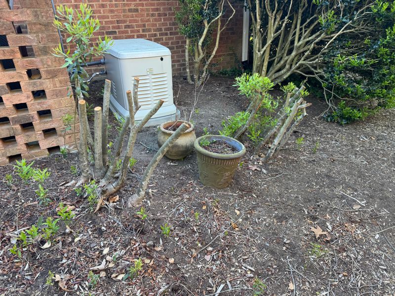 Stump Removal Gallery