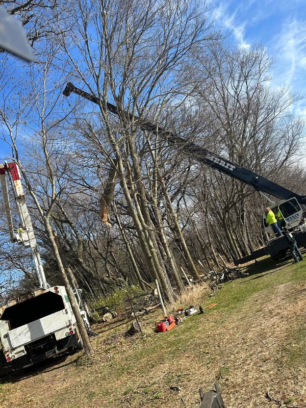 Tree Removal gallery
