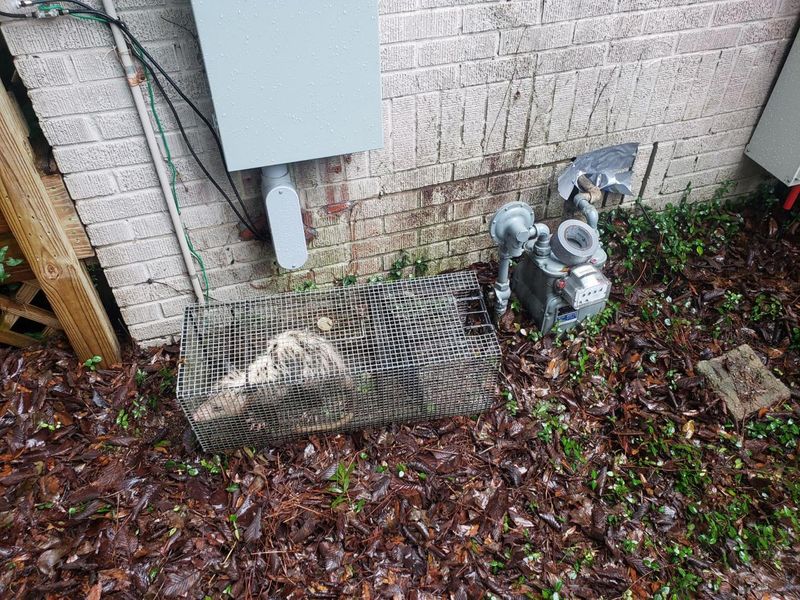 Nuisance Wildlife Removal