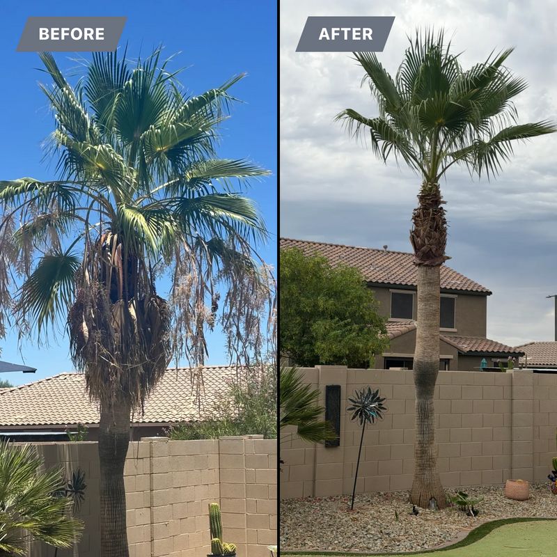 Tree & Shrub Care