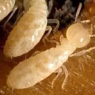Termite Inspection & Treatment