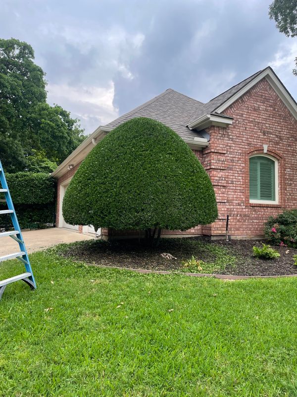 Shrub Trimming