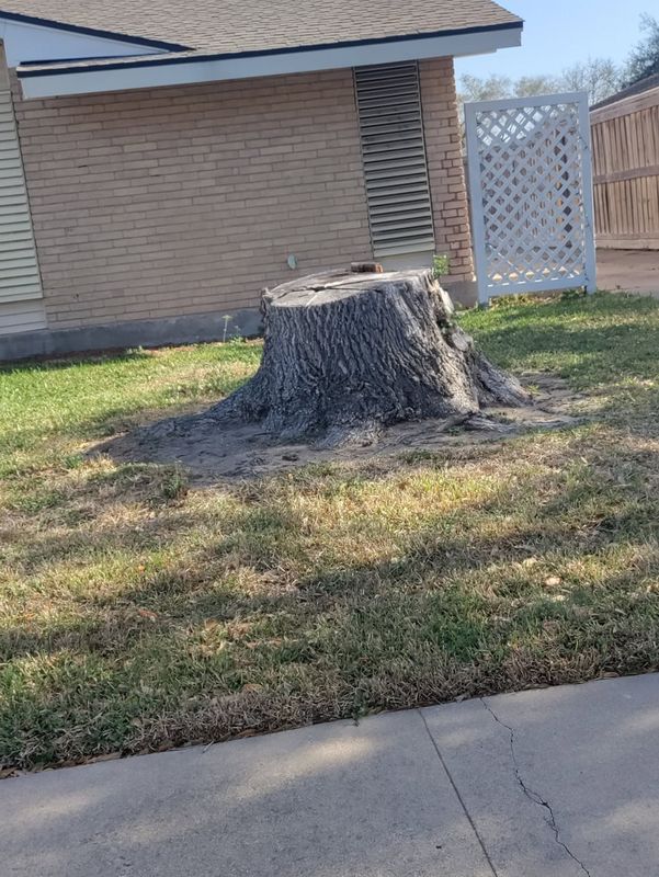 Tree Services