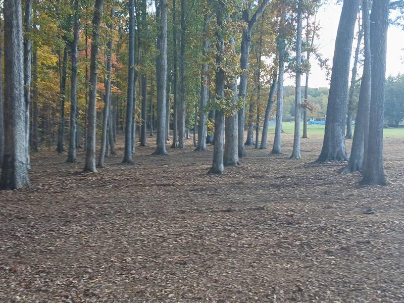 Forestry Mulching