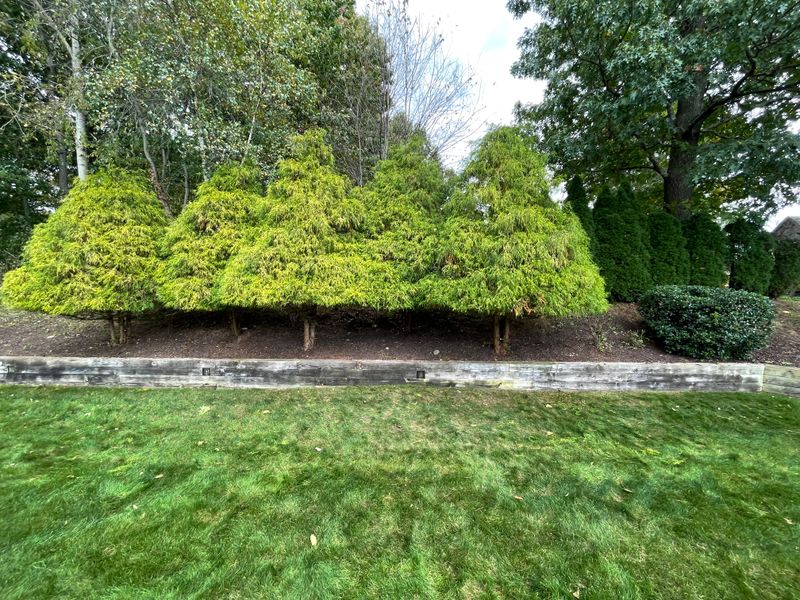 Shrub Trimming