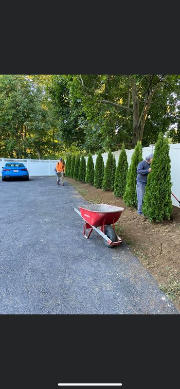 Shrub Trimming