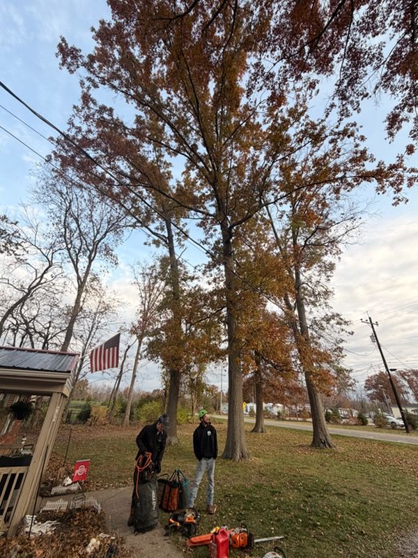 Enhancing Safety and Beauty: Expert Tree Removal and Cleanup by Anstaetts Tree Service