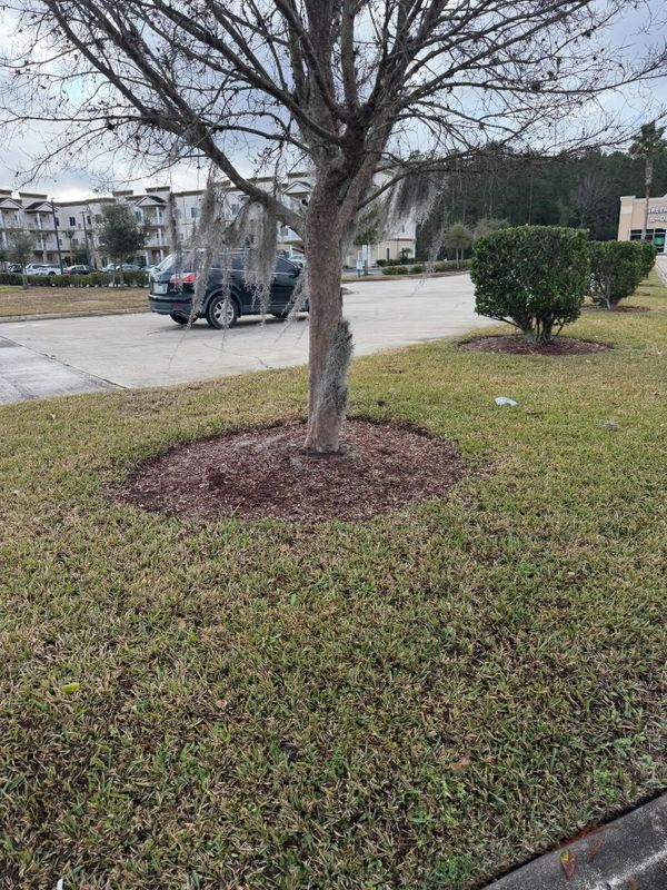 Shrub Trimming