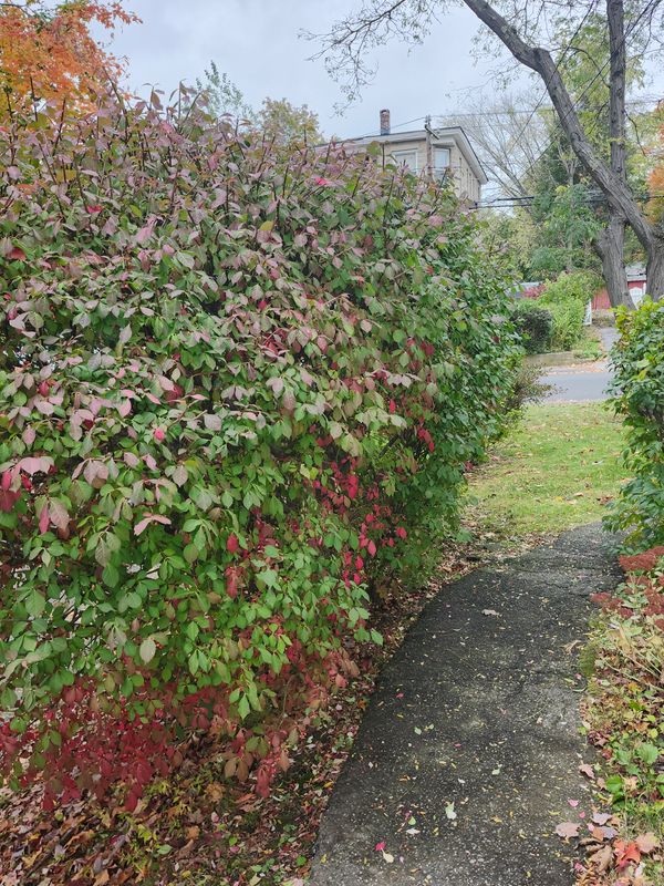 Fall Cleanups