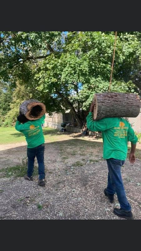 Tree Removal