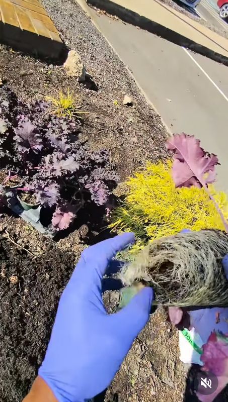 Fall and Spring Clean Up