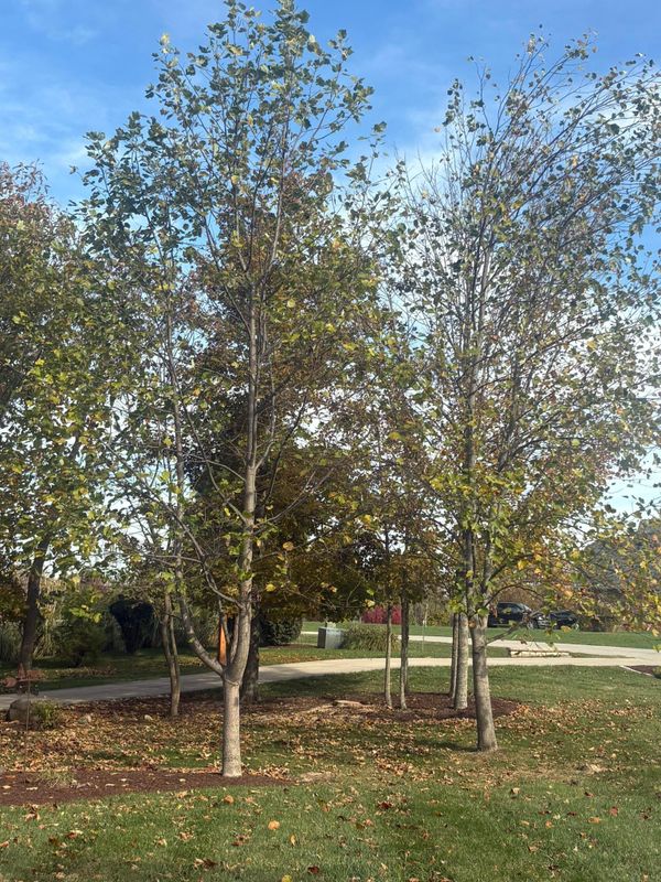 Fall Clean Up