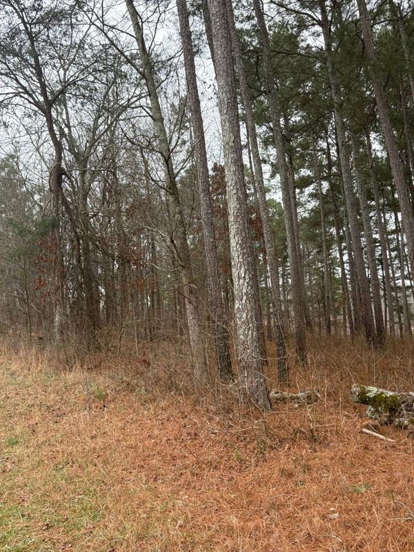 Forestry Mulching