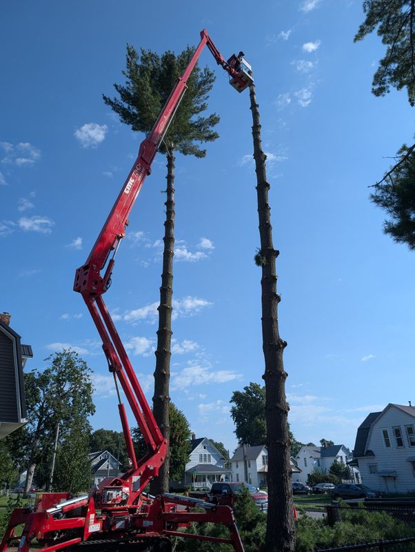 Tree Removal