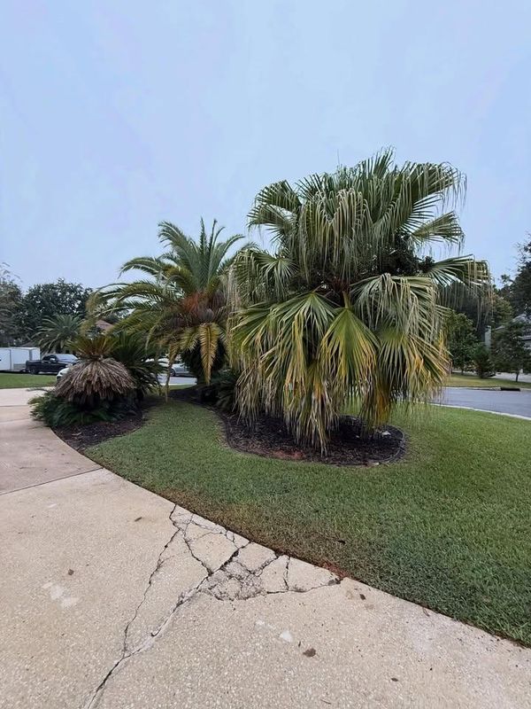 Shrub Trimming