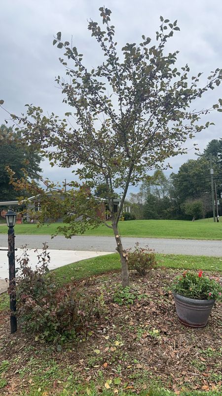 Tree Services