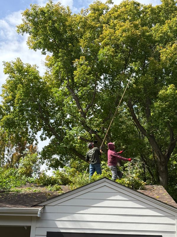 Tree Trimming