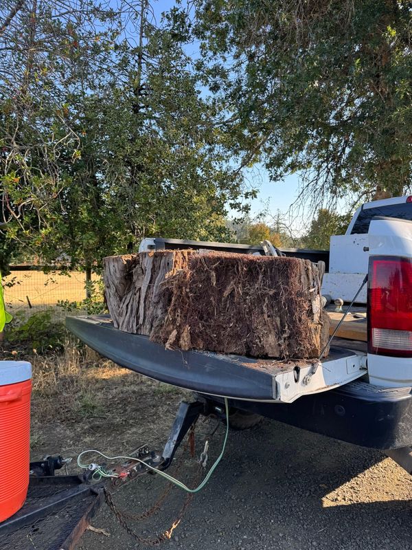 Tree Removals