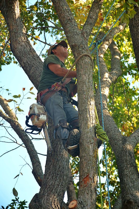 Tree Service
