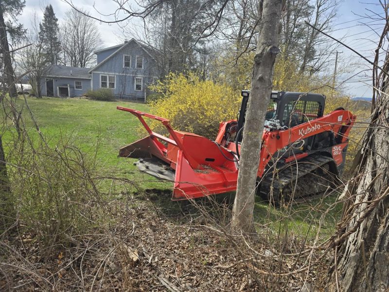 Tree Removal
