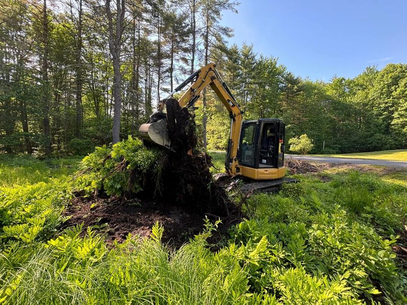 Stump Removal