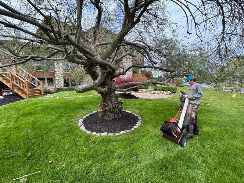 Lawn Maintenance