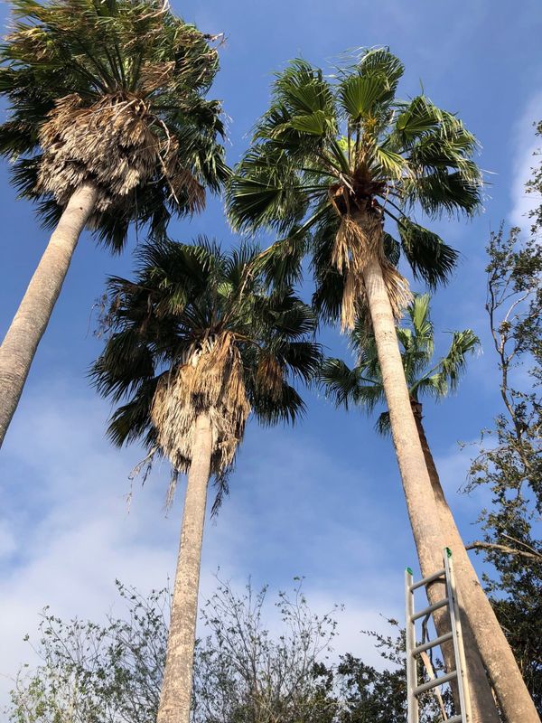 Tree Services