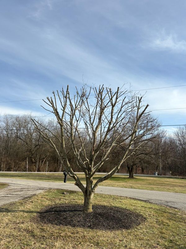 Shrub Trimming