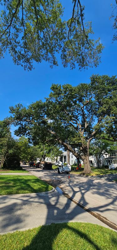 Tree Trimming