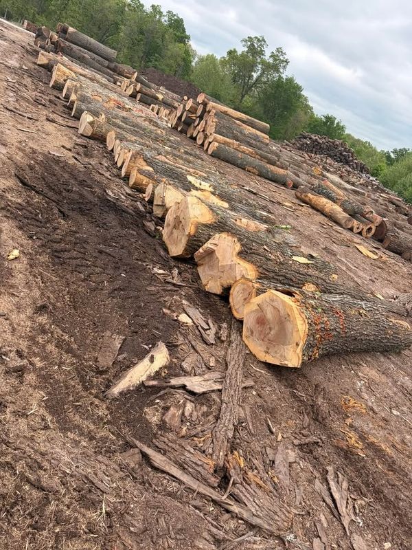 Logging