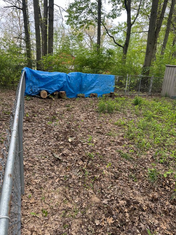 Tree Removal gallery